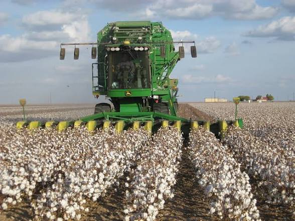 COLHEITA DE ALGODÃO EM MATO GROSSO AVANÇA EM RITMO RECORDE E DEVE TERMINAR NA PRIMEIRA QUINZENA DE SETEMBRO